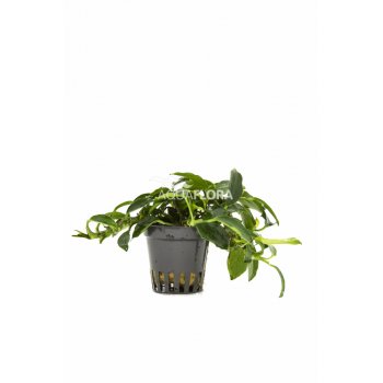 AQUAFLORA - ANUBIAS BARTERI "PAXING"